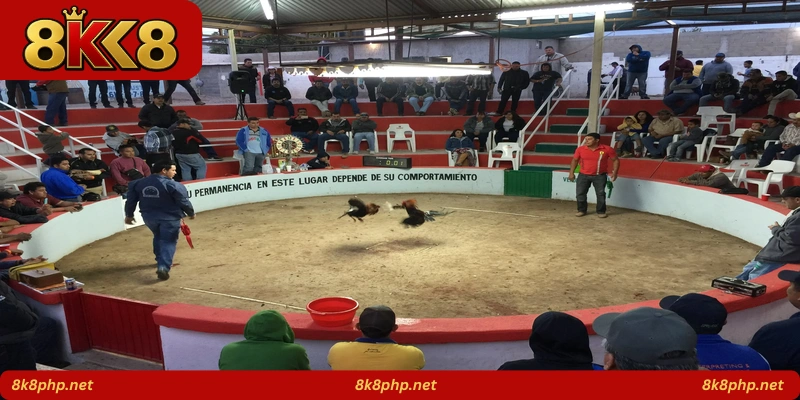 Battle Cock Arena