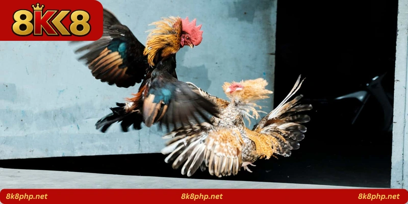 Fierce Rooster King