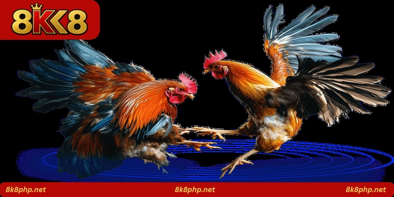 Iron Beak Fight
