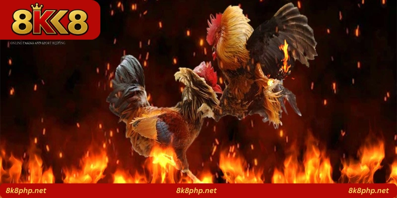 Iron Beak Fight