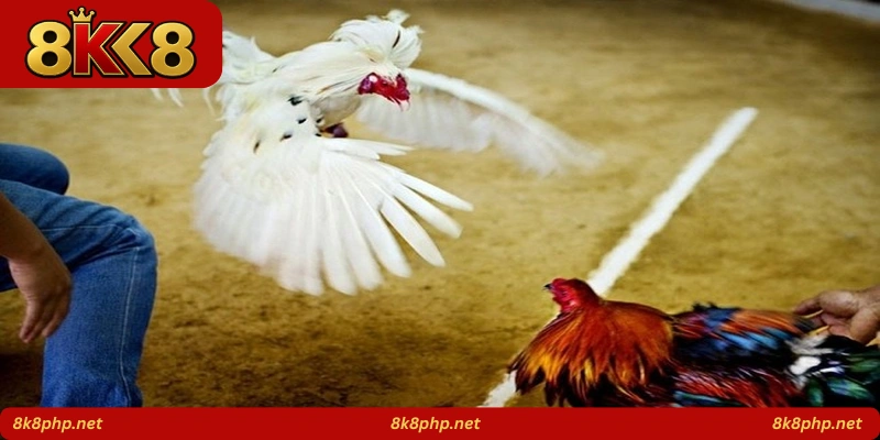 Iron Beak Fight