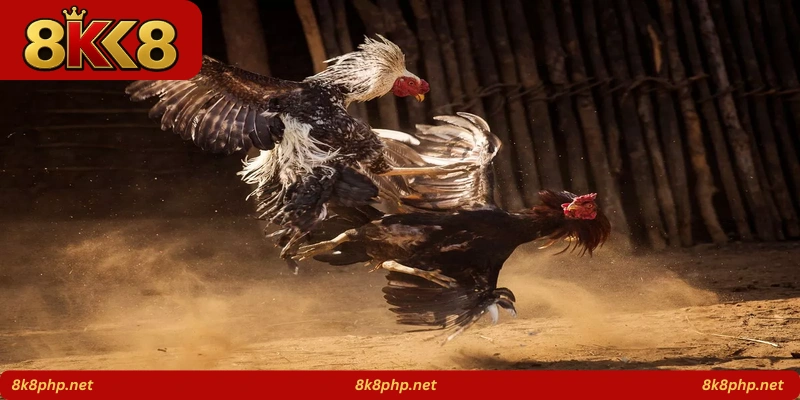 Pinoy Rooster Clash