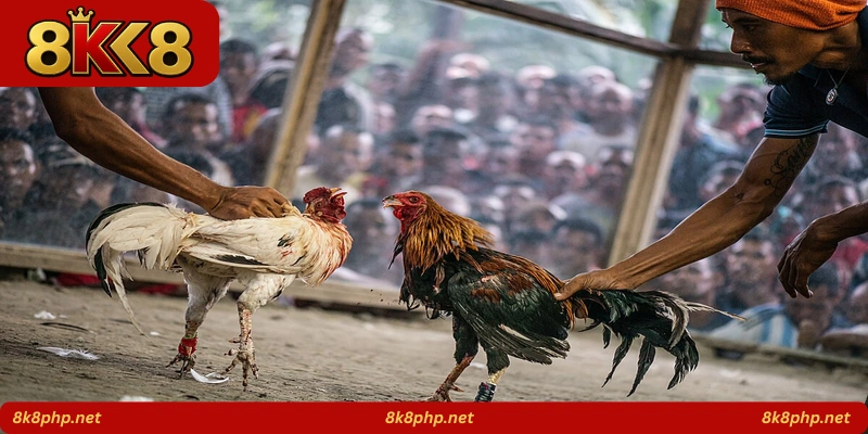 Pinoy Rooster Clash