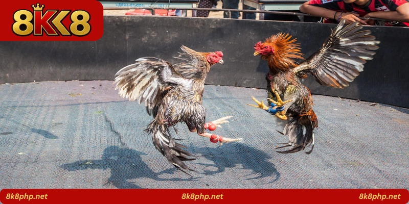 Pinoy Rooster Clash