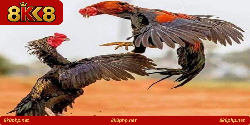 Victory Rooster